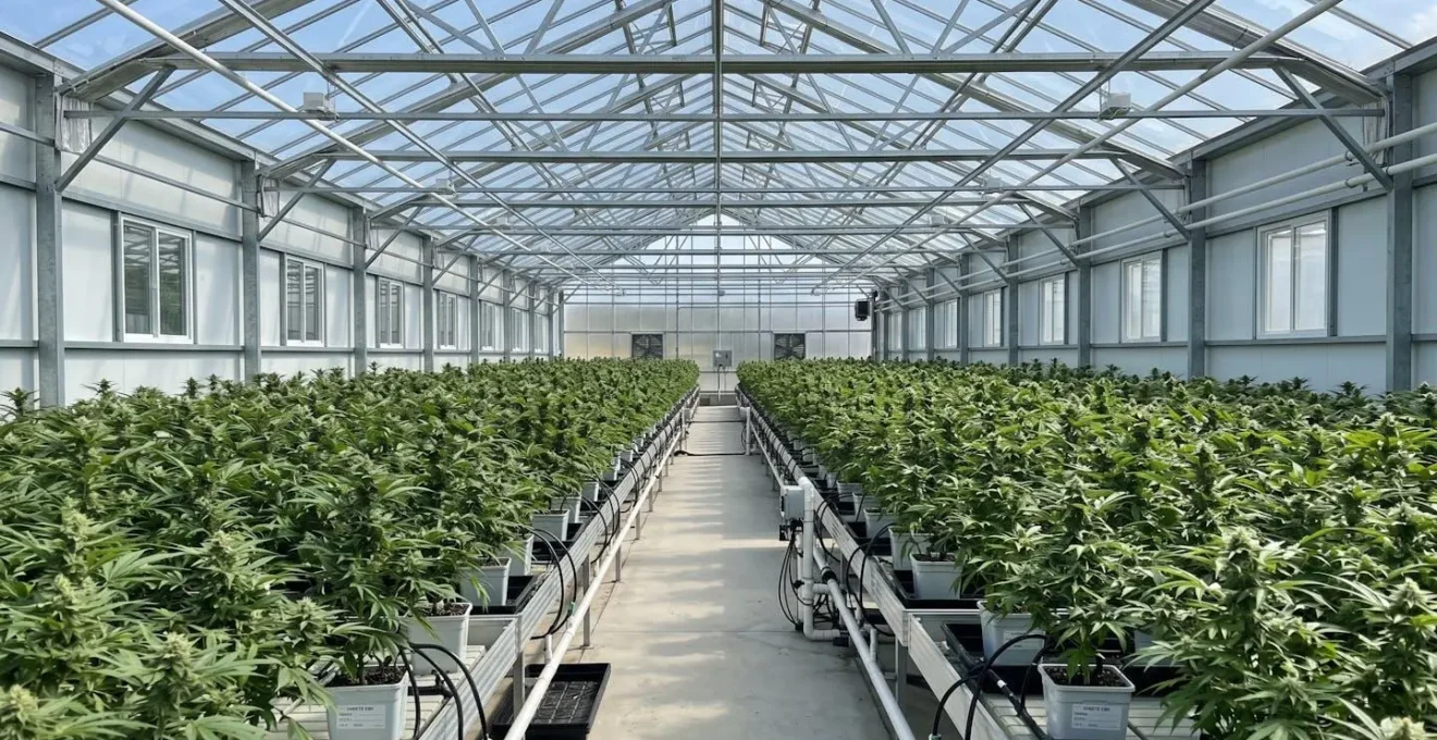 Vue grand angle d'une serre contemporaine avec des rangées de plants de chanvre CBD alignés sous une verrière laissant passer la lumière naturelle du jour